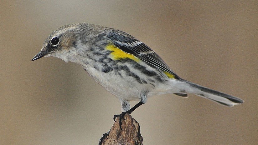 "Extremadamente raro": Hallan un pájaro que es híbrido de tres especies