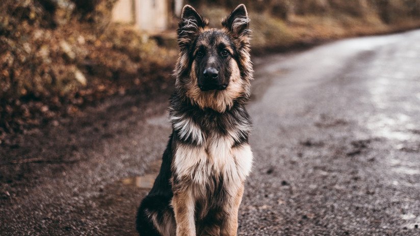 Nuevo 'Hachiko' chino: Perro espera a su dueña durante meses en la carretera donde fue atropellada