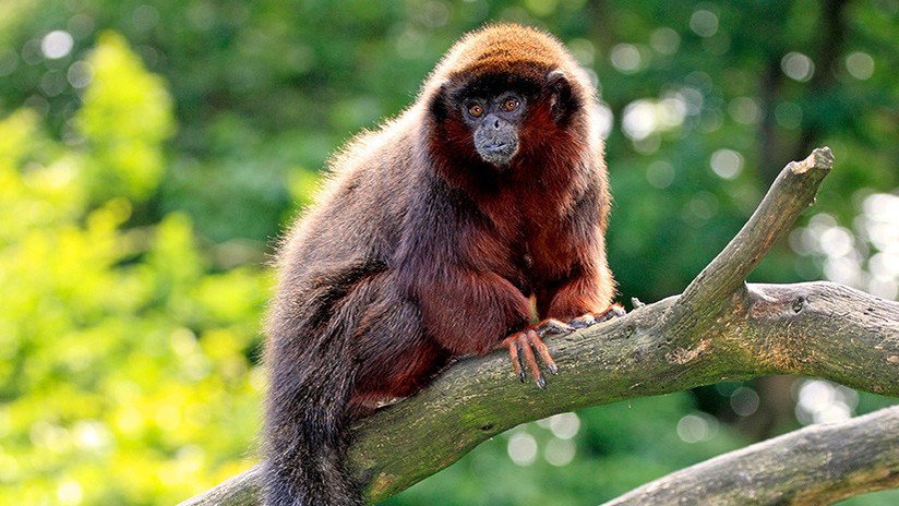 Resuelven el misterio del extinto mono del Caribe