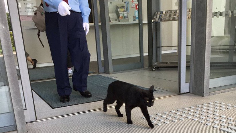 Gatos japoneses llevan dos años intentando entrar en un museo  (VIDEOS, FOTOS)