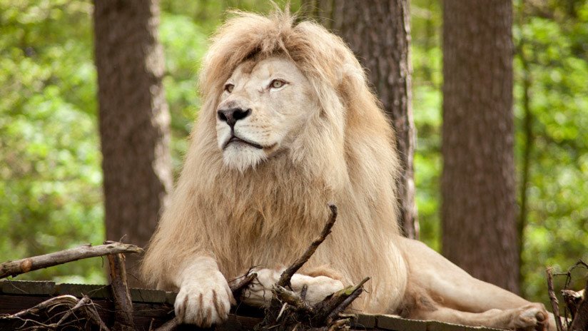 Un raro león corre el riesgo de ser cazado tras su anunciada subasta en Sudáfrica