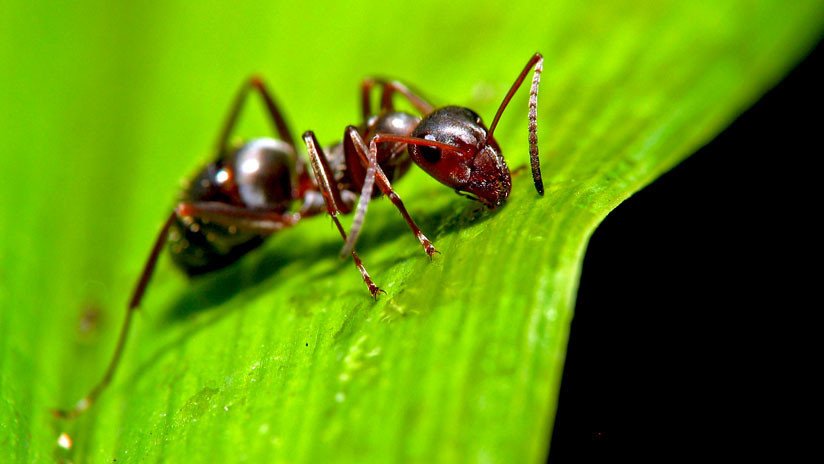 VIDEOS, FOTOS: Revelan secretos de las extrañas hormigas que recolectan los cráneos de sus presas