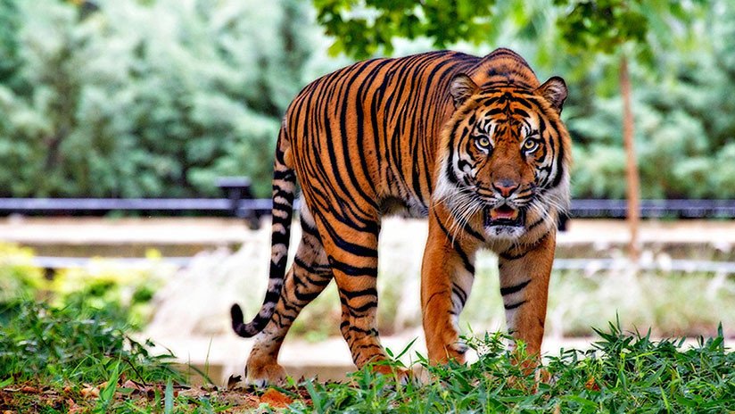 Indonesia: Rescatan a un tigre de 80 kilos atrapado durante 3 días en un sótano de 75 cm 
