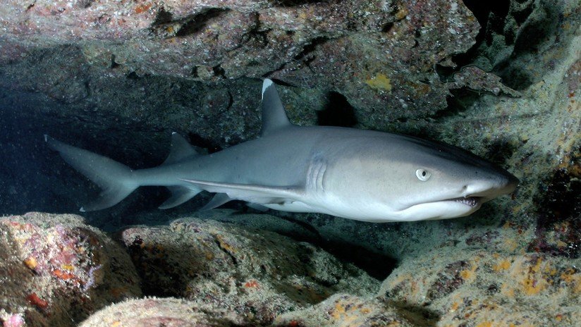 Diez tiburones atacan a un menor mientras realizaba pesca submarina