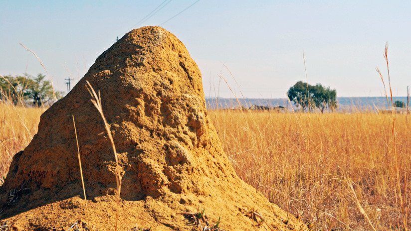 FOTOS: Hallan en Brasil enormes termiteros que cubren una superficie del tamaño de Gran Bretaña