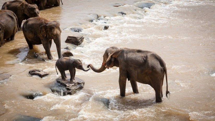 Evolución forzada: Los elefantes africanos nacen sin colmillos por culpa del tráfico de marfil