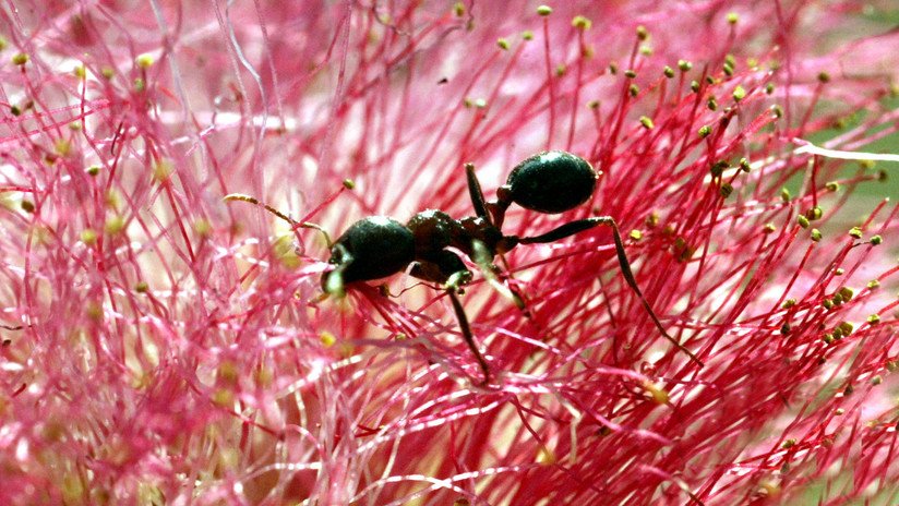 Descubren en hormigas un mecanismo que usan los humanos para prevenir la propagación de enfermedades