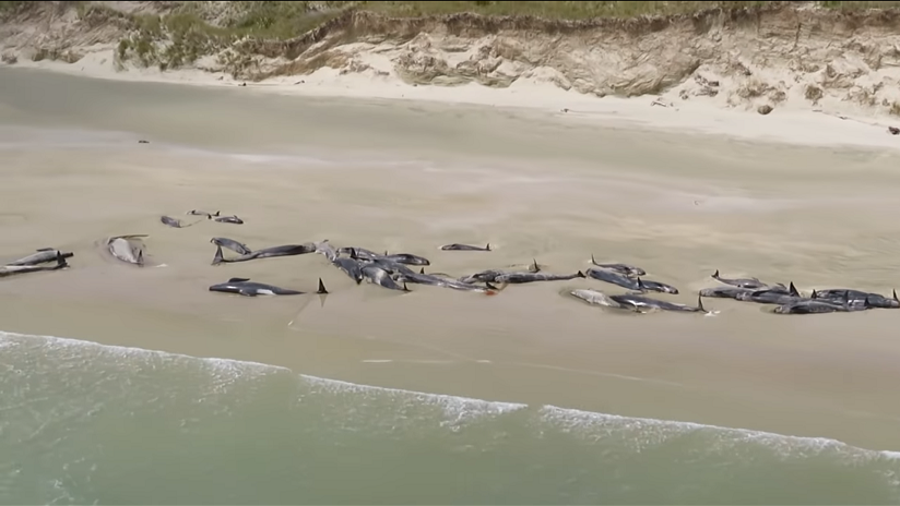"Desgarrador": Más de 140 ballenas mueren en costas de Nueva Zelanda (VIDEO)