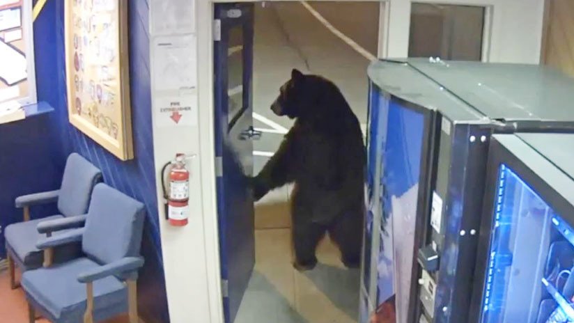 VIDEO: Un oso en dos patas realiza una visita a una estación de policía en California