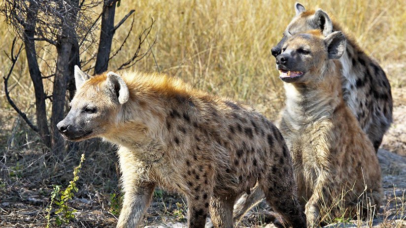 Increíble pero cierto: León sobrevive al ataque de una manada de más de 20  hienas (VIDEO) - RT