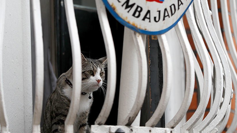 "Se reunirán en libertad": Assange pide que se lleven a su gato de la embajada de Ecuador en Londres