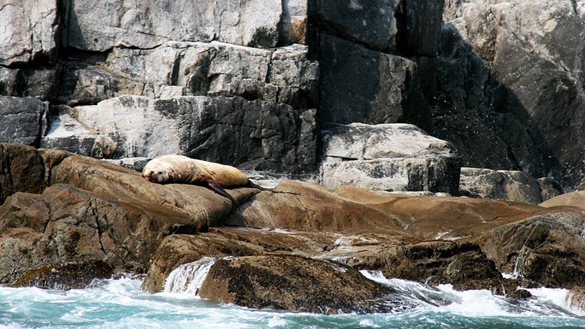 Más de una docena de leones marinos han sido baleados en las costas de  . - RT