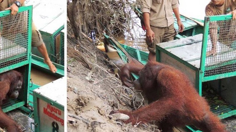 Indonesia: La increíble recuperación de una orangutana abusada sexualmente en un burdel (FOTO)