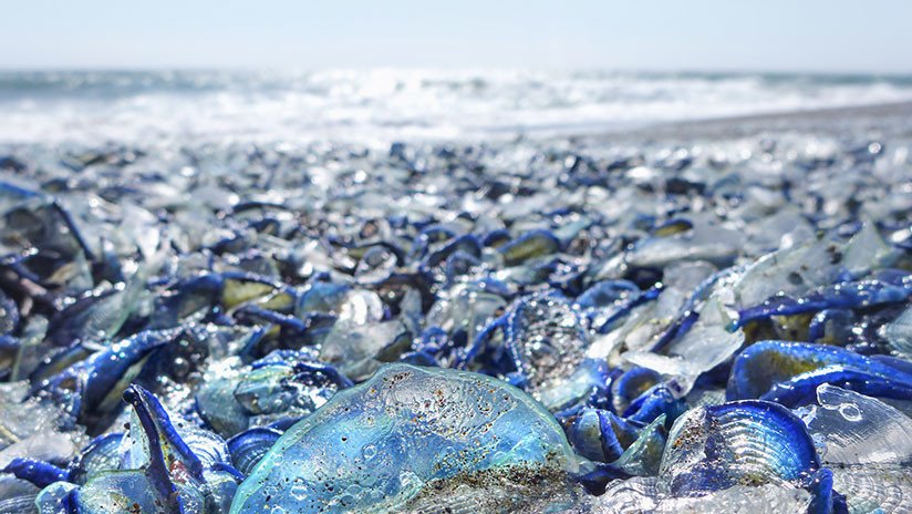 Aparece otro 'monstruo marino' en una playa neozelandeza (esta vez con alas espinosas)