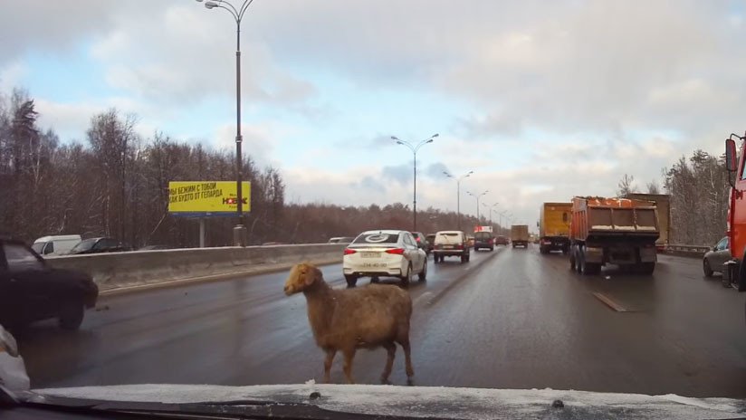 VIDEO: Una oveja se pasea entre los coches en la mayor vía de circunvalación de Moscú