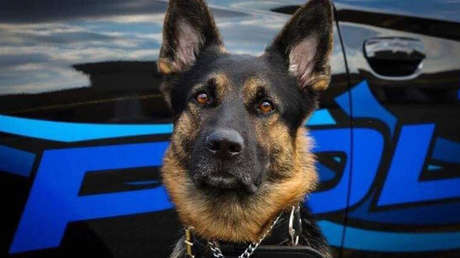 Policía abate a un sospechoso que mató a tiros a un perro policial