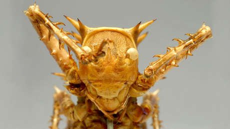 VIDEO: Un grillo erizo gigante devora a un insecto por completo en menos de un minuto