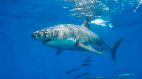 VIDEO: Dos hombres filman su rescate tras quedar a la deriva en alta mar rodeados por tiburones