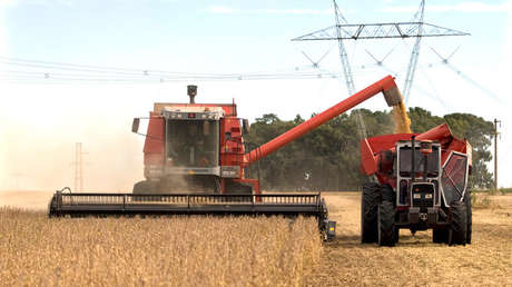 Ley de Semillas argentina: ¿Una iniciativa que beneficia a Monsanto-Bayer?