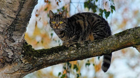 Indignación en España tras el hallazgo de un gato con 18 perdigonazos en la cabeza