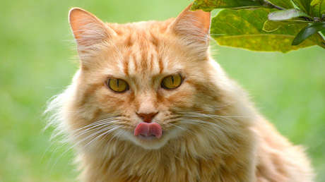 VIDEO: Las papilas de los felinos son huecas y les ayudan a regular su temperatura