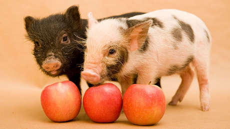 Científicos de Rusia prueban un corazón artificial en minicerdos