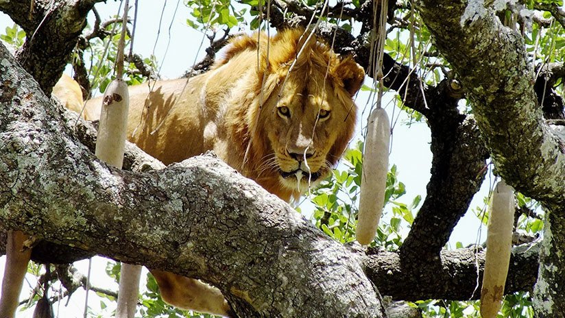 Un león con alma de gato: Se queda atrapado en un árbol por miedo a bajar (VIDEO)