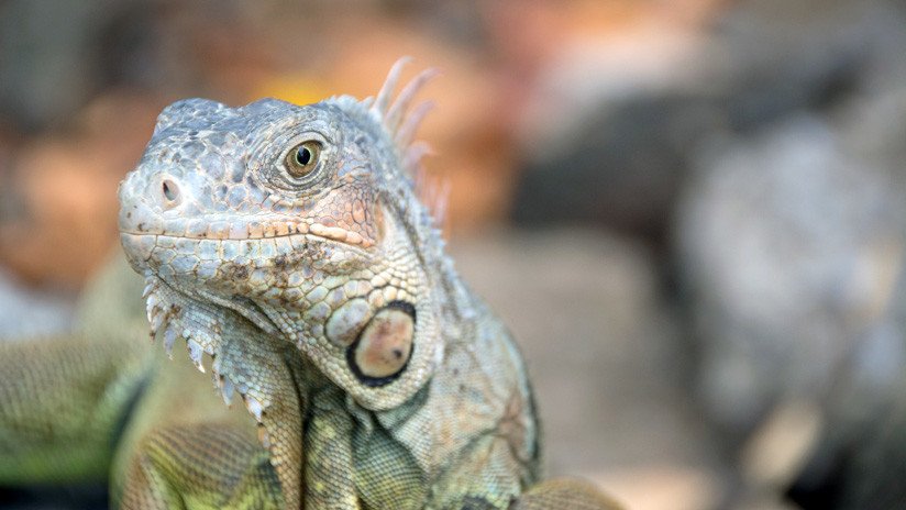 VIDEO: Su cita 'romántica' con una iguana fracasa y se vuelve viral en Twitter