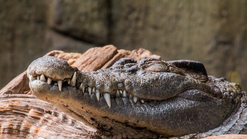 VIDEO: Cae en un estanque con caimanes hambrientos tras romperse la cuerda en un 'show'