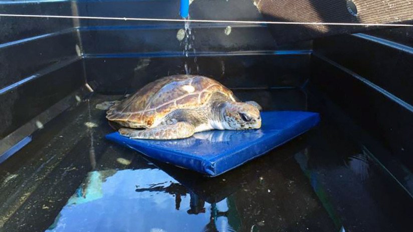 FOTOS, VIDEOS: Extraen una bolsa plástica de la garganta de una tortuga marina 