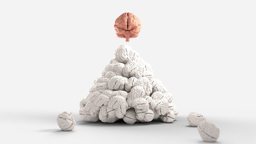 Investigan si el tamaño cerebral influye sobre el intelecto y la memoria y este es el resultado