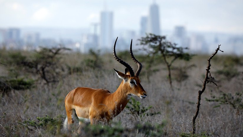 Vida salvaje, sabana tropical y rascacielos: El parque nacional de Nairobi en imágenes