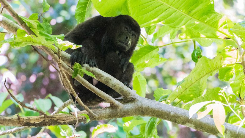 Revelan la peculiar razón del porqué los monos en Costa Rica se tornaron amarillos repentinamente