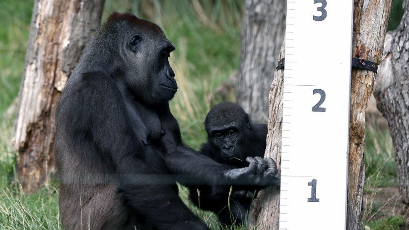 VIDEO: Un experimento constata que los gorilas hacen trampas jugando igual de bien que los humanos