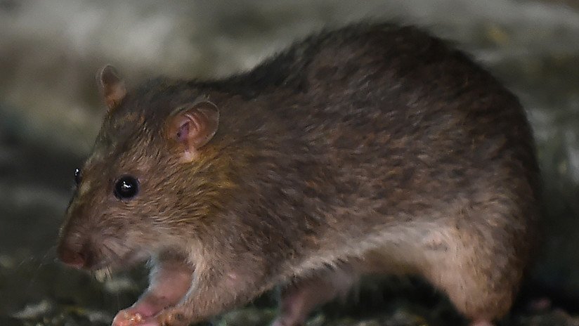 Científicos logran leer la mente de ratas gracias a mapas cerebrales