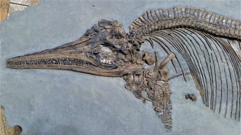 Hallan signos de sangre caliente en uno de los reptiles más misteriosos del Jurásico