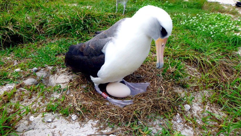El ave marina más vieja del mundo pone un huevo a los 68 años de edad