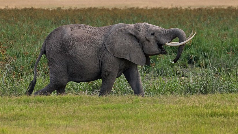 VIDEO: Un elefante se enfrenta a tres hipopótamos por el territorio