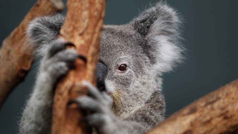 Revelan los animales más mortíferos de Australia y no son los que habría imaginado