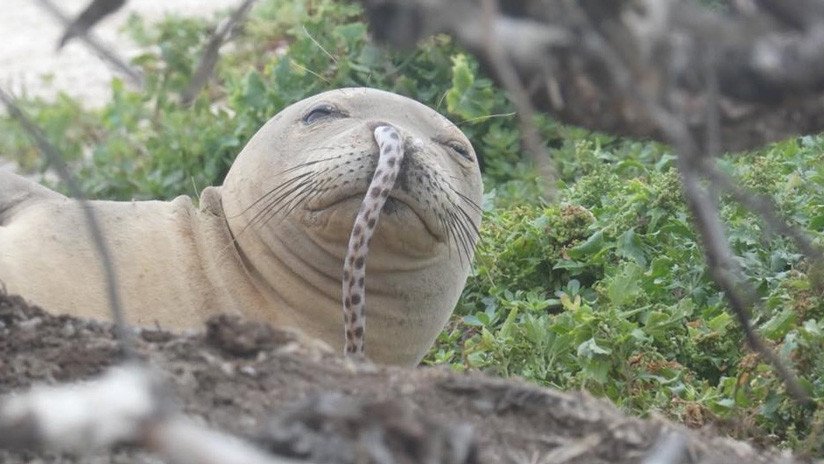 FOTO: Descubren a otra foca con una anguila sobresaliendo por la nariz