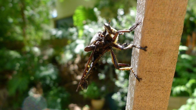 Asesinos natos: descubren mandíbulas letales multiuso en las larvas de una mosca