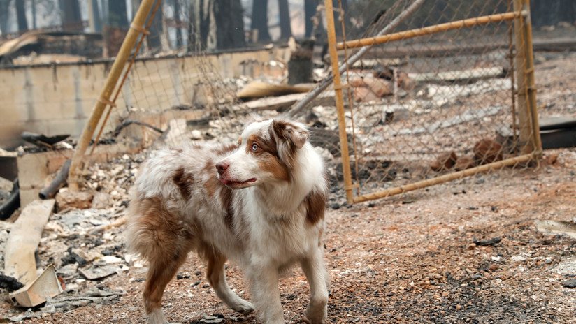 FOTO: Un perro abandonado espera a sus dueños durante un mes en una casa quemada