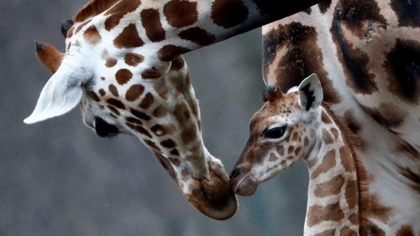 Alertan de que dos subespecies de jirafa se encuentran 'en peligro crítico'
