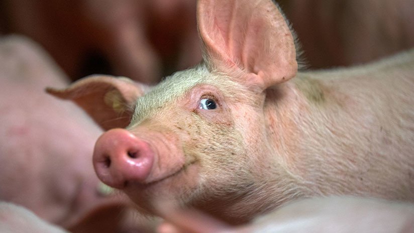 Todo está listo para el primer trasplante de piel de cerdo a un humano 