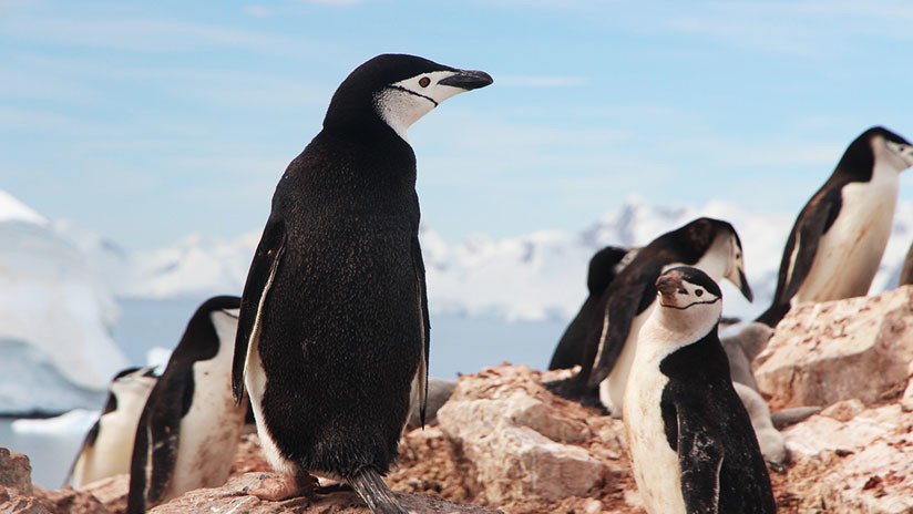 Descubren pingüinos escondidos en la Antártida durante 3.000 años gracias a imágenes por satélite