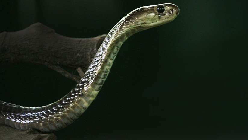 Un encantador de serpientes es mordido por una cobra real y termina en el hospital