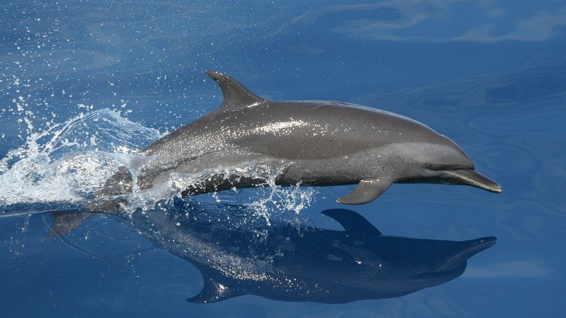 Hallan en España el cadáver de un delfín con heridas y el nombre 'Juan' en un costado