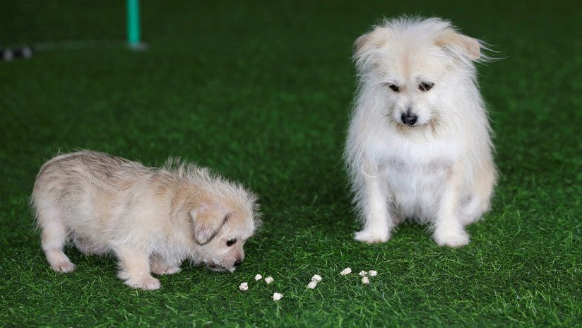 La primera empresa china de clonación de mascotas duplica a un famoso perro actor