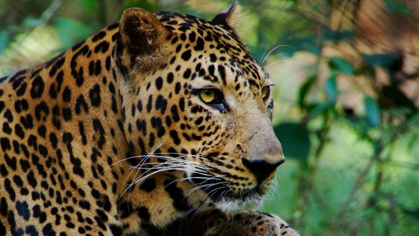 Hallan muerto a un niño de tres años que fue raptado en su casa por un leopardo