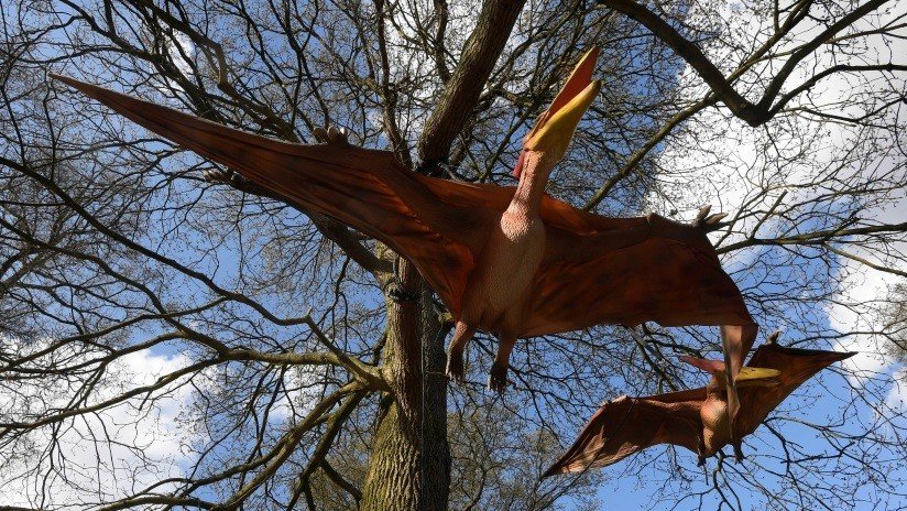 Los reptiles voladores del Jurásico lucían un plumaje bien desarrollado